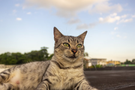 Cute tabby cat on the roof with blue sky background.の写真素材