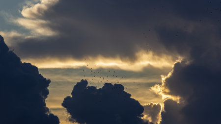 Flock of birds flying in the sky at sunset or sunrise.