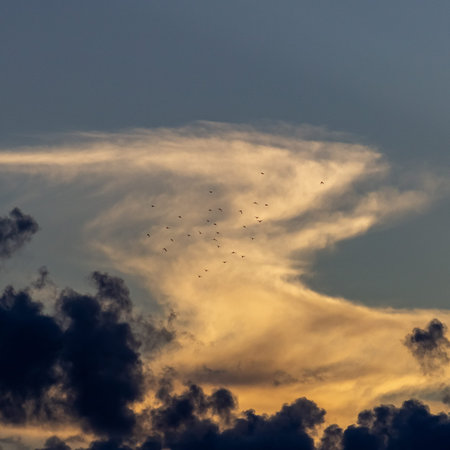 A flock of birds flies in the sky with clouds at sunset.