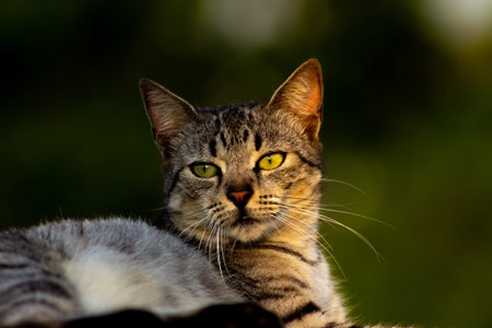 Portrait of a tabby cat with green eyes on a blurred backgroundの写真素材
