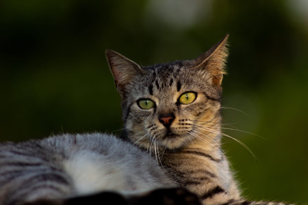 Portrait of a gray cat with green eyes on a green background