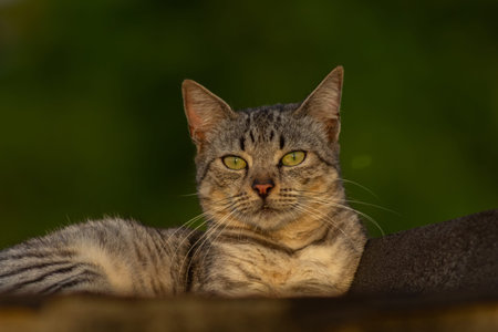 Portrait of a tabby cat lying on a wooden table.