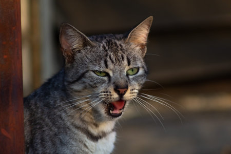 Close up portrait of a tabby cat with green eyes and mouth open