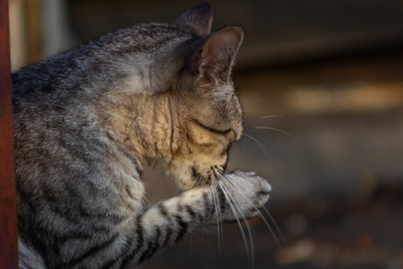 Cute tabby cat playing in the garden.