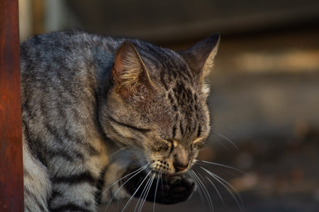 Cute tabby cat looking at something on the street. Selective focus.の写真素材