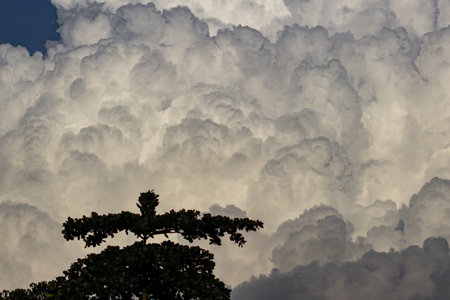 Cloudscape, Colored Clouds at Sunset near the Ocean with a Treeの写真素材