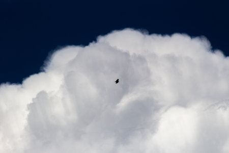 White cumulus clouds in the blue sky with a bird in flightの写真素材