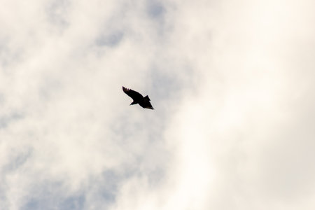 Silhouette of a black cormorant flying in the skyの写真素材