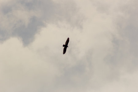A bird of prey flies in the sky in a cloudy day.