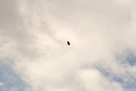 Crow flying in the sky with white clouds. Toned.の写真素材