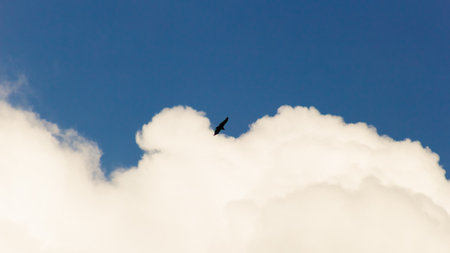 A bird flying in the blue sky with white clouds in the background.の写真素材