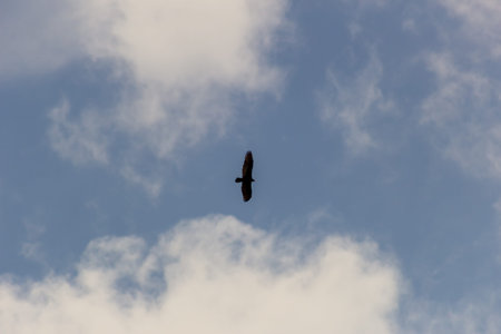 Bird flying in the blue sky with white clouds on a sunny day