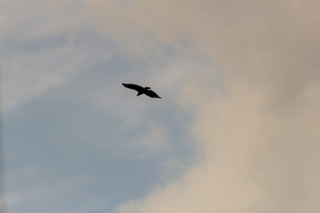 bird in the sky, photo as a background, digital image.