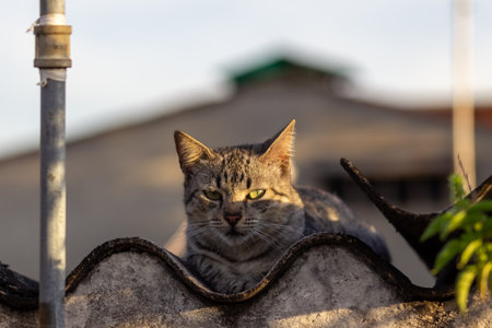 Cat sitting on the roof of an old house. Selective focus.の写真素材