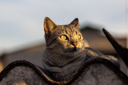 Portrait of a cat on the roof of a house in the villageの写真素材