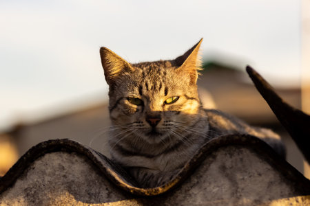 Portrait of a cat on a roof in the rays of the setting sunの写真素材