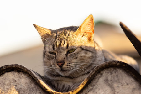 Cute cat sleeping on the roof of a house, Thailand.