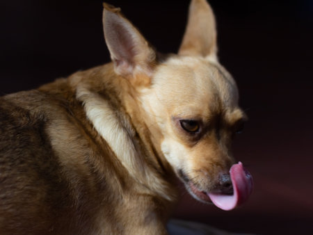 Chihuahua dog in studio on black background. Close-upの写真素材