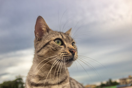 Portrait of a tabby cat on the background of the skyの写真素材