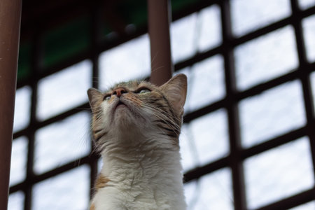 Cute cat looking at the window