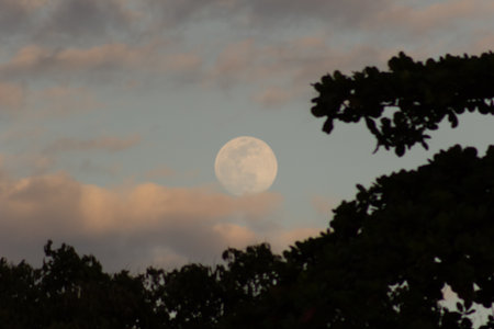 Full moon in the sky over the forest at sunset. Natural background.の写真素材