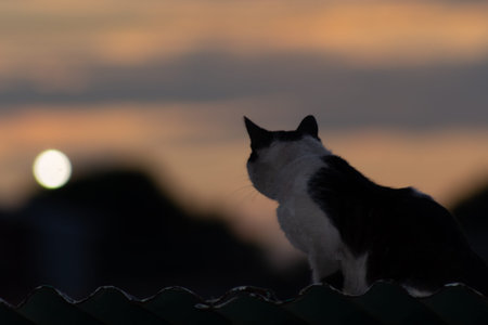 Black and white cat sitting on the roof of a house at sunsetの写真素材