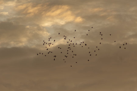 A flock of crows flies in the sky at sunset. Sky background