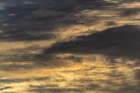 flock of birds flying in the sky at sunset, nature series
