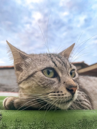 Cute tabby cat relaxing on a green carpet with blue sky backgroundの写真素材