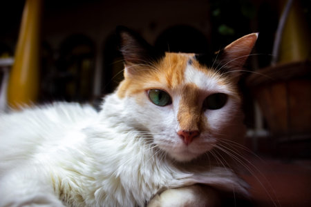 Portrait of a beautiful cat with green eyes and white fur