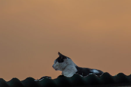 A cat on the roof of a house in the evening light.の写真素材