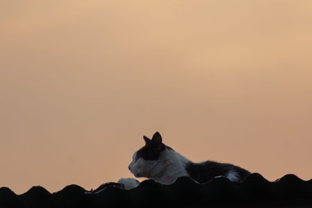 black and white cat sitting on the roof with sunset in the backgroundの写真素材