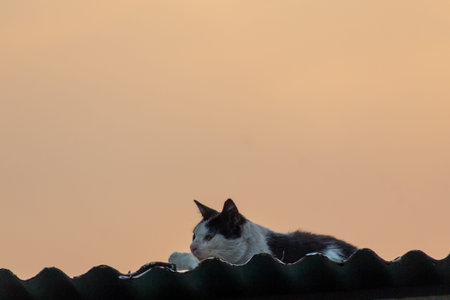 Cat on the roof of a house in the evening.の写真素材