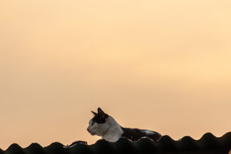 Domestic cat sitting on the roof of the house at sunset.の写真素材