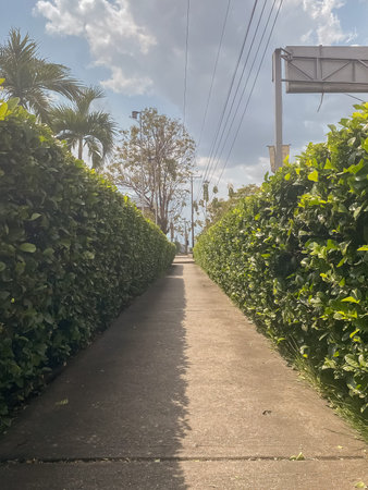 A long walkway in the park on a sunny summer day.
