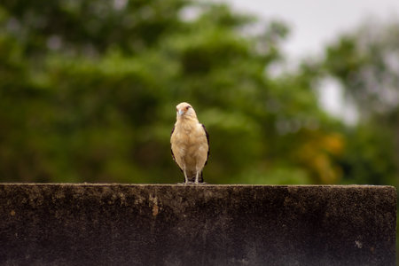 A bird standing on a wall.の写真素材