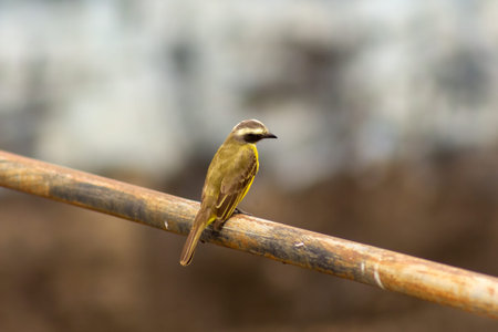Yellow-headed Bulbul (Pycnonotus goiavier)