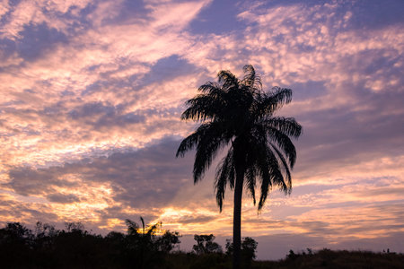 silhouette of palm tree at sunset sky background, Thailand.