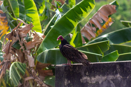 A black vulture perched on a wall with a banana leaf in the background