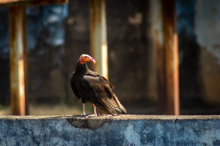 Vultures in the city of Yogyakarta, Java, Indonesiaの写真素材
