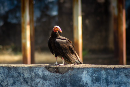 Hooded Vulture (Vultur gryphus)