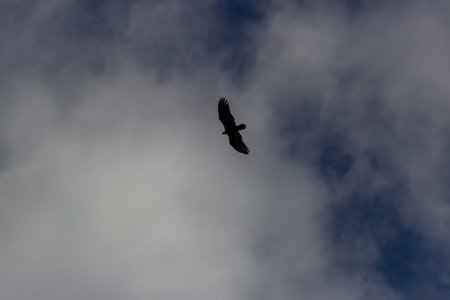 Silhouette of a bird flying in the blue sky with clouds