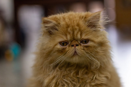 Persian cat looking at the camera. Shallow depth of field.の写真素材