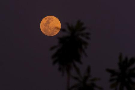 Full moon in the night sky with palm trees silhouette. Thailand.