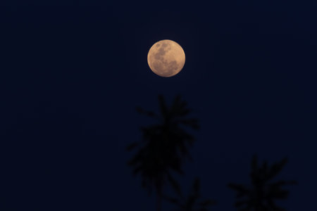 Moon in the night sky with coconut tree silhouette on the foreground.の写真素材