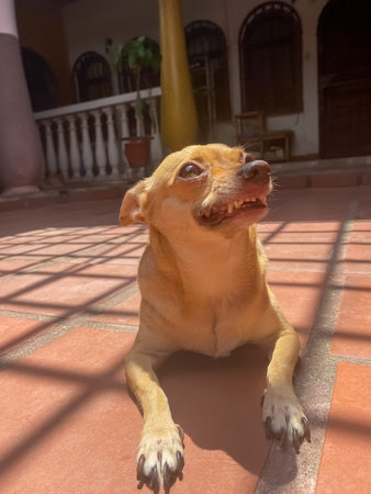 Chihuahua dog lying on the floor in front of the window