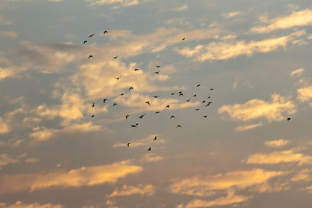 flock of birds flying in the sky at sunset, nature series