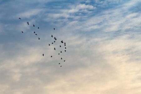 A flock of crows flying in the sky with clouds in the background