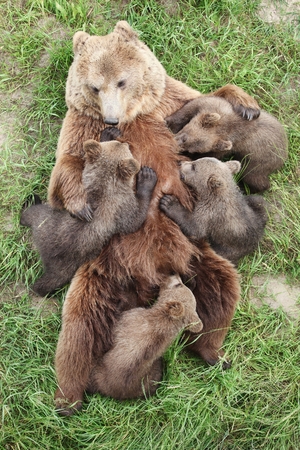 Brown bears with babiesの写真素材