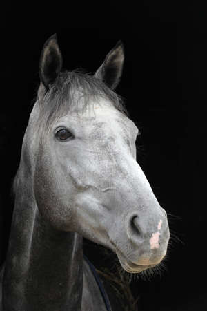 Portrait of white horseの写真素材